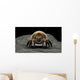 Microscopic Visualization Dust Mite Wall Decal Design 3