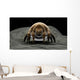 Microscopic Visualization Dust Mite Wall Decal Design 3