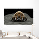 Microscopic Visualization Dust Mite Wall Decal Design 3