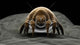Microscopic Visualization Dust Mite Wall Decal Design 3