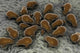 Microscopic Visualization Dust Mite Wall Decal Design 2