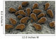 Microscopic Visualization Dust Mite Wall Decal Design 2