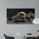 Microscopic Visualization Dust Mite Wall Decal Design 1