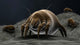 Microscopic Visualization Dust Mite Wall Decal Design 1