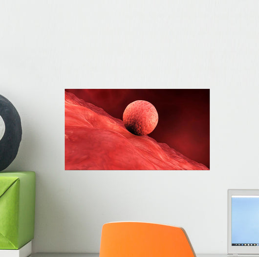 Biomedical Illustration Embryo Implantation Wall Decal