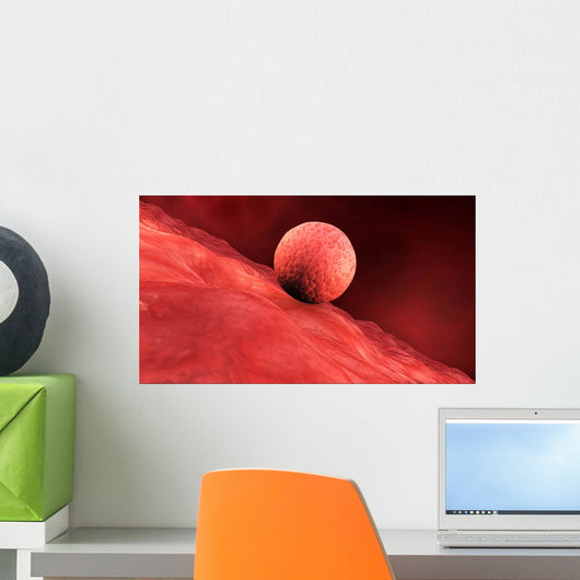 Biomedical Illustration Embryo Implantation Wall Decal