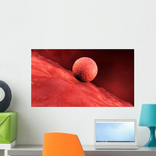 Biomedical Illustration Embryo Implantation Wall Decal
