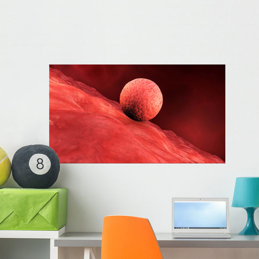 Biomedical Illustration Embryo Implantation Wall Decal
