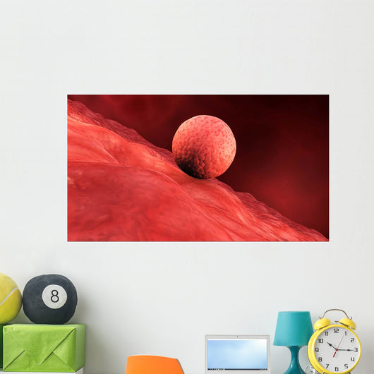 Biomedical Illustration Embryo Implantation Wall Decal