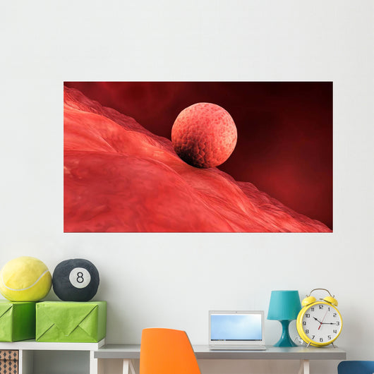 Biomedical Illustration Embryo Implantation Wall Decal