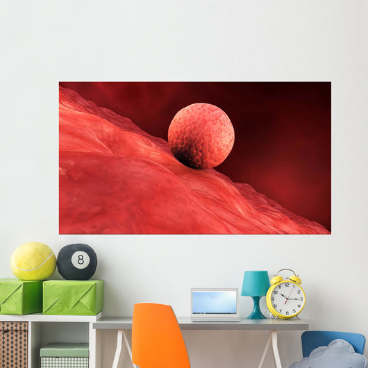 Biomedical Illustration Embryo Implantation Wall Decal