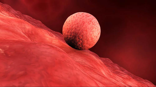 Biomedical Illustration Embryo Implantation Wall Decal