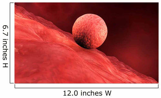 Biomedical Illustration Embryo Implantation Wall Decal