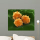 Microscopic Visualization Grass Pollen Wall Decal Design 2