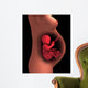 Cutaway Pregnant Woman with Wall Decal