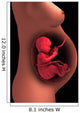 Cutaway Pregnant Woman with Wall Decal