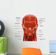 Facial Muscles Human Head Wall Decal