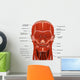Facial Muscles Human Head Wall Decal