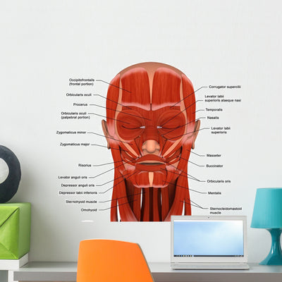 Facial Muscles Human Head Wall Decal shown on a wall