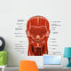 Facial Muscles Human Head Wall Decal