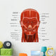 Facial Muscles Human Head Wall Decal