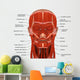 Facial Muscles Human Head Wall Decal