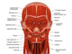 Facial Muscles Human Head Wall Decal