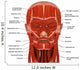 Facial Muscles Human Head Wall Decal