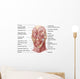 Facial Muscles Human Face Wall Decal Design 2