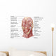 Facial Muscles Human Face Wall Decal Design 2