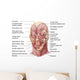 Facial Muscles Human Face Wall Decal Design 2