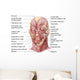 Facial Muscles Human Face Wall Decal Design 2