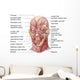 Facial Muscles Human Face Wall Decal Design 2