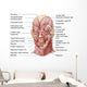 Facial Muscles Human Face Wall Decal Design 2
