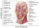 Facial Muscles Human Face Wall Decal Design 2