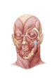Facial Muscles Human Face Wall Decal Design 1