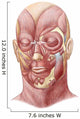 Facial Muscles Human Face Wall Decal Design 1