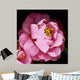 Camellia Wall Mural