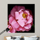Camellia Wall Mural