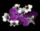 Pink And White Orchids Wall Mural