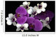 Pink And White Orchids Wall Mural