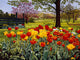 Tulip Garden Wall Decal