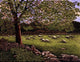 Sheep's Meadow Wall Decal
