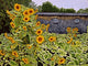 Sunflower Garden Wall Decal