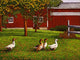 Gaggle Geese Barn Wall Decal