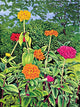 Zinnias Wall Decal