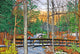 Birds Bridge Wall Decal
