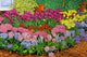 Botanical Gardens Flower Show Wall Decal Design 1