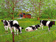 Bovine Beauties Pennsylvania Wall Decal