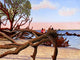 Driftwood Dreamers Jekyll Island Wall Decal